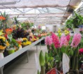 /album/gallery/foto-garden-017-jpg/